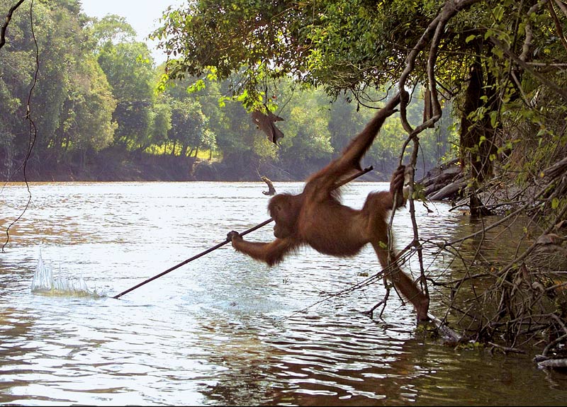 orangutan-tool-use-fishing