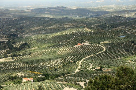 #frontera El calentamiento global y el aceite de oliva