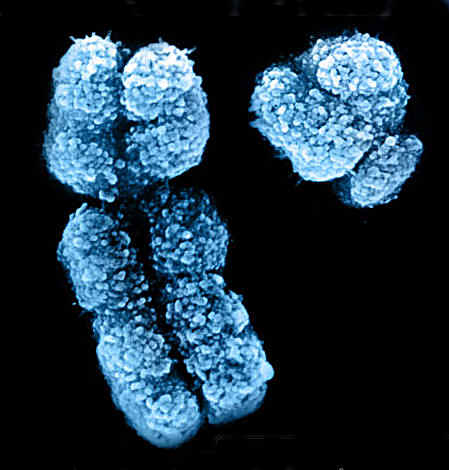 De los cromosomas